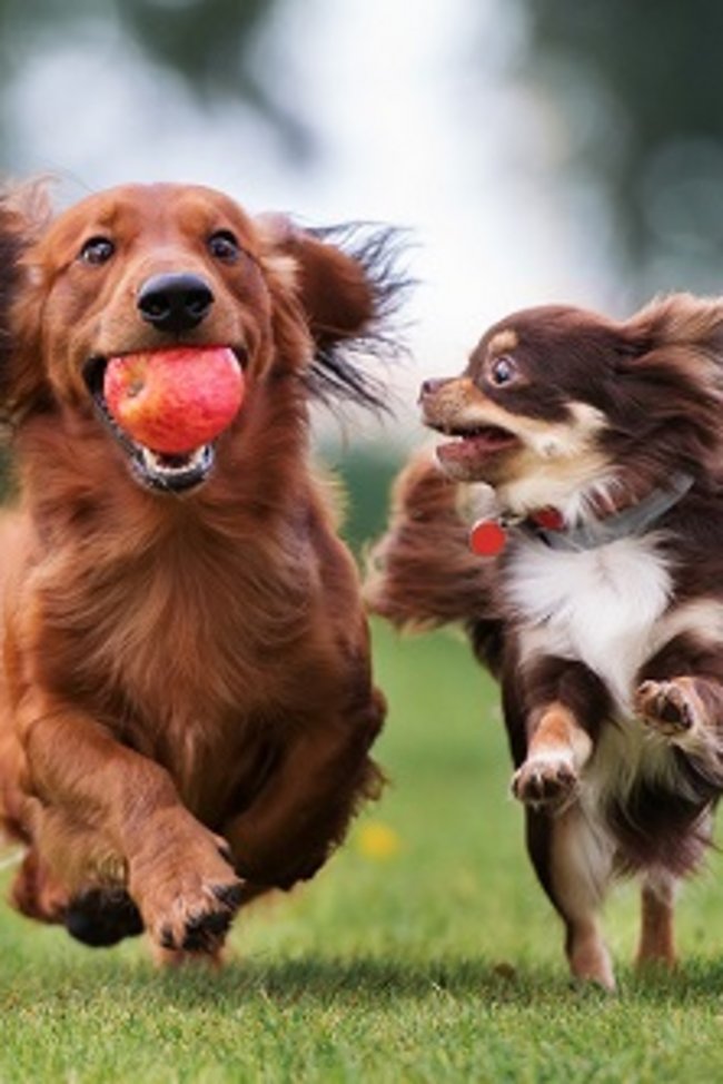Hundehalterhaftpflicht