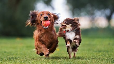 Hundehalterhaftpflicht